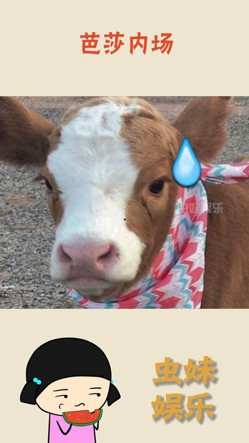 抖音娱乐吃瓜配音,娱乐配音带你领略网络搞笑魅力